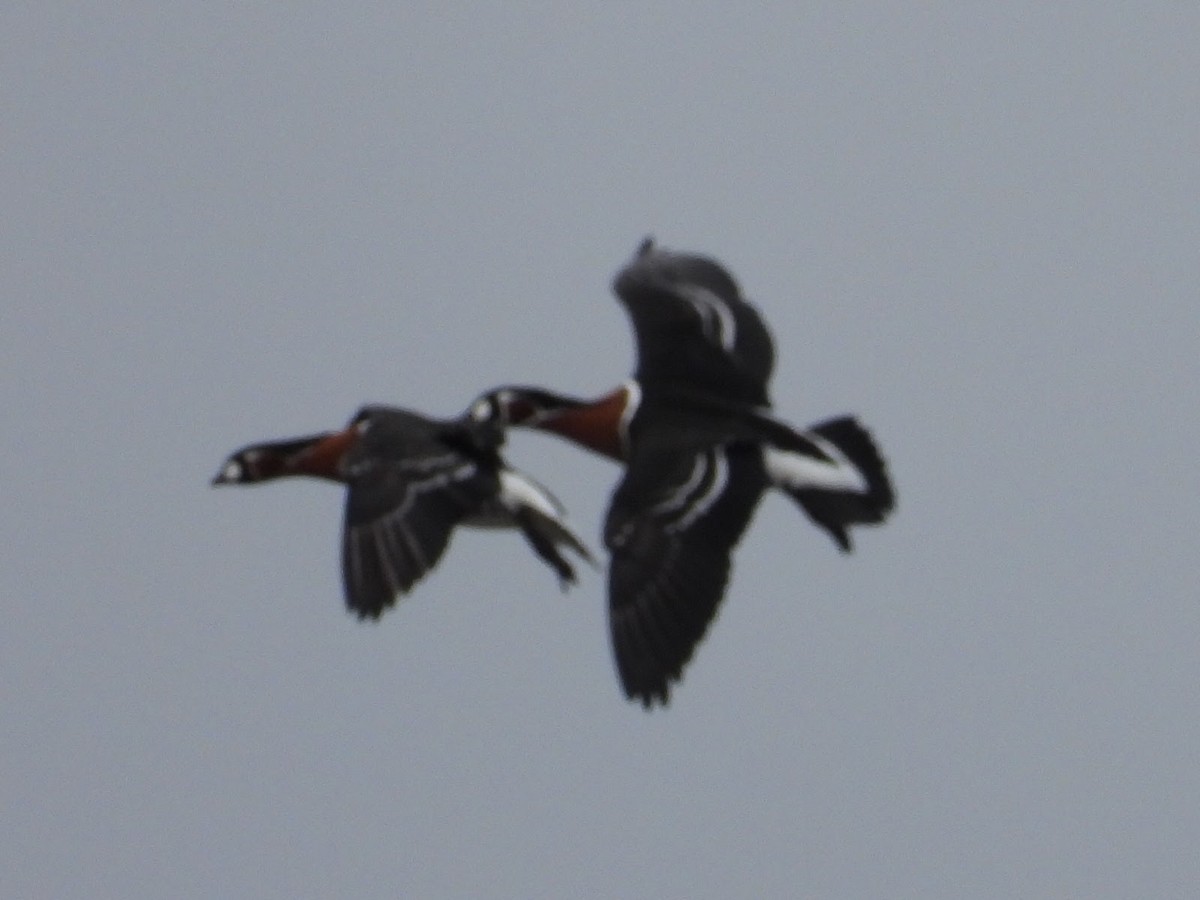 Red-breasted Goose - Lumír Pilch