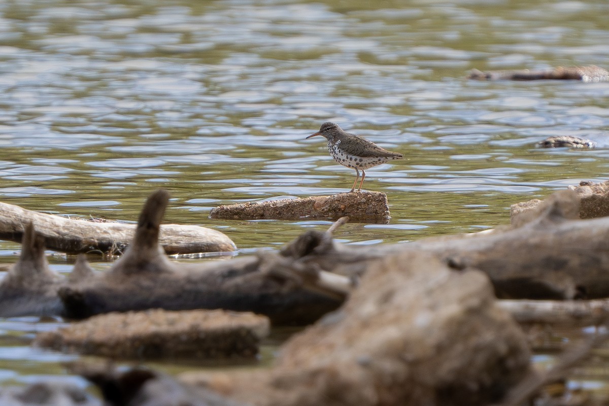 Spotted Sandpiper - Robert Raker