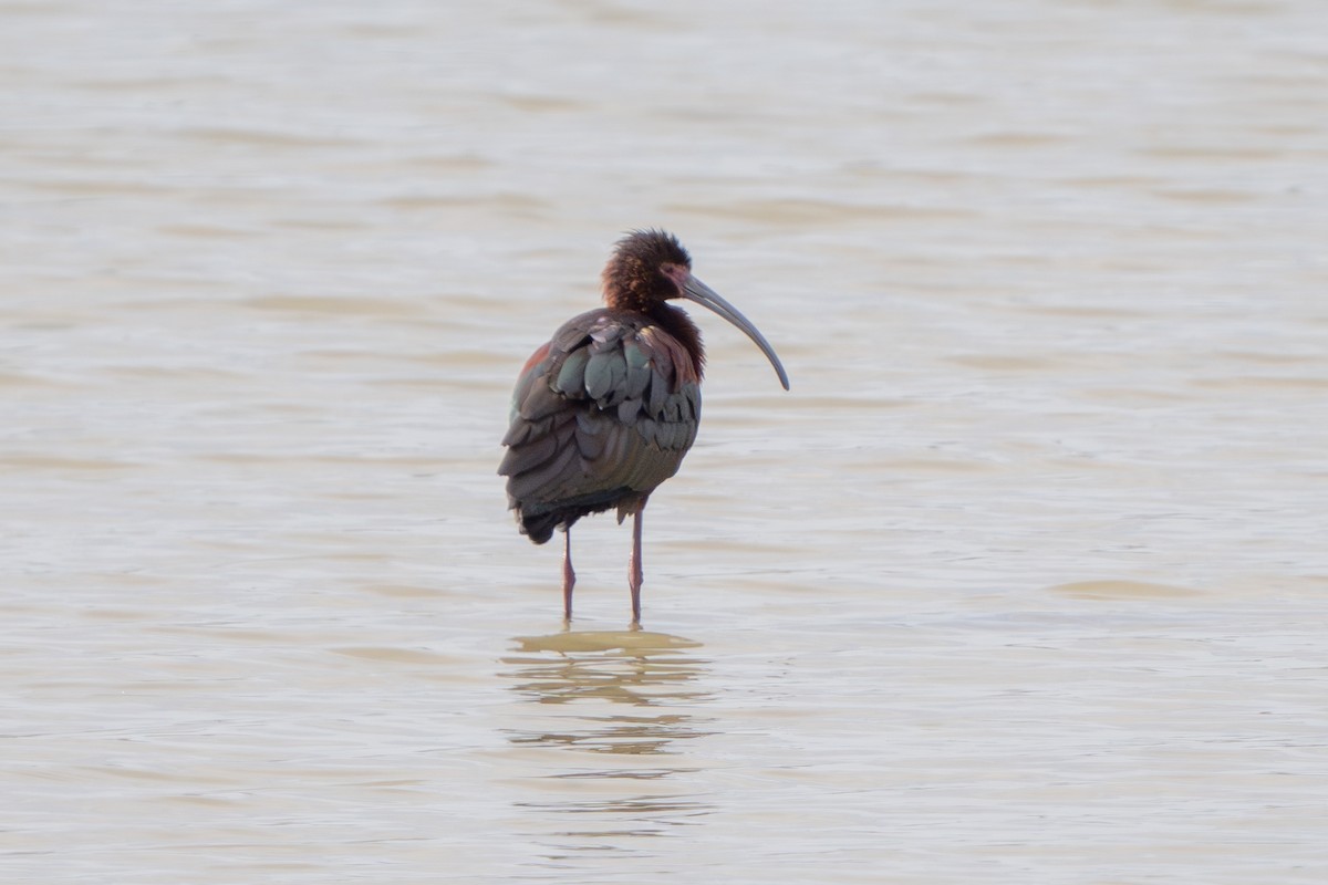 White-faced Ibis - Robert Raker