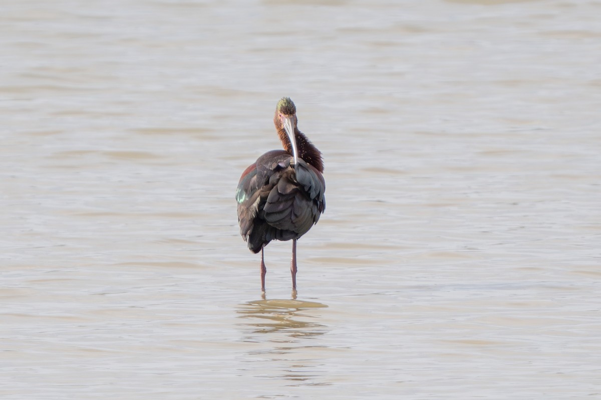 White-faced Ibis - Robert Raker