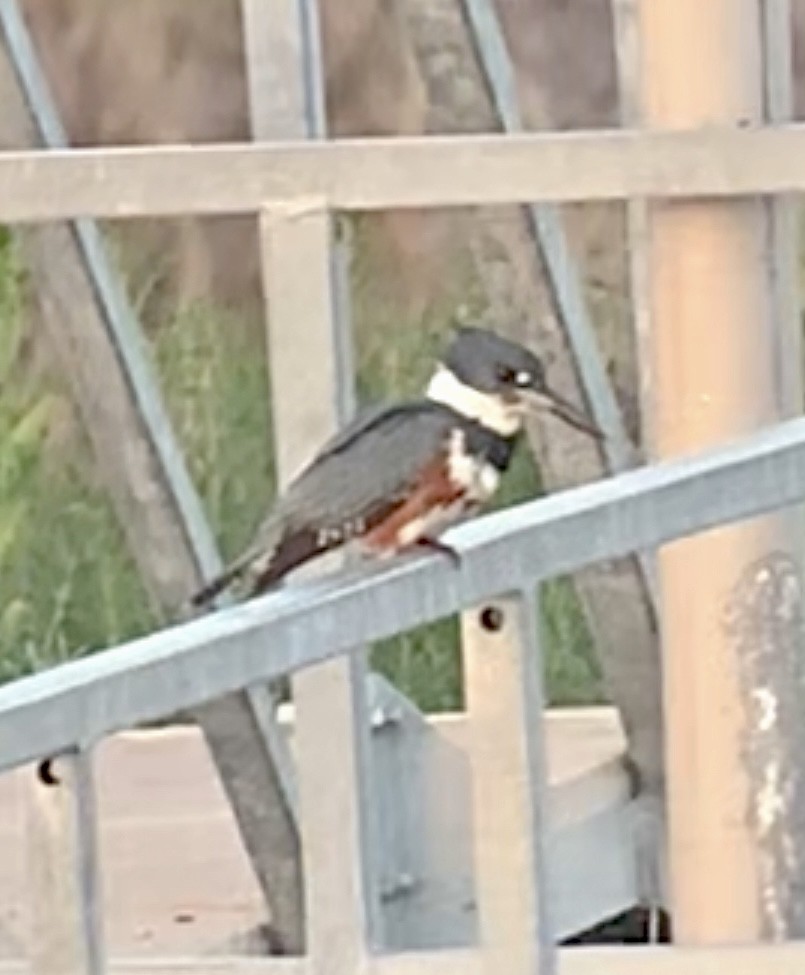 Belted Kingfisher - Sara Busch