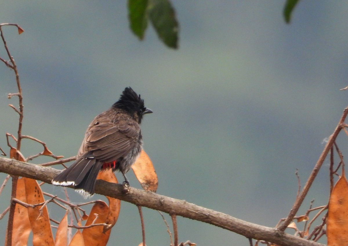 Red-vented Bulbul - ML618253228