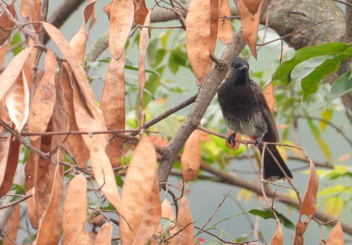 Bulbul à ventre rouge - ML618253229