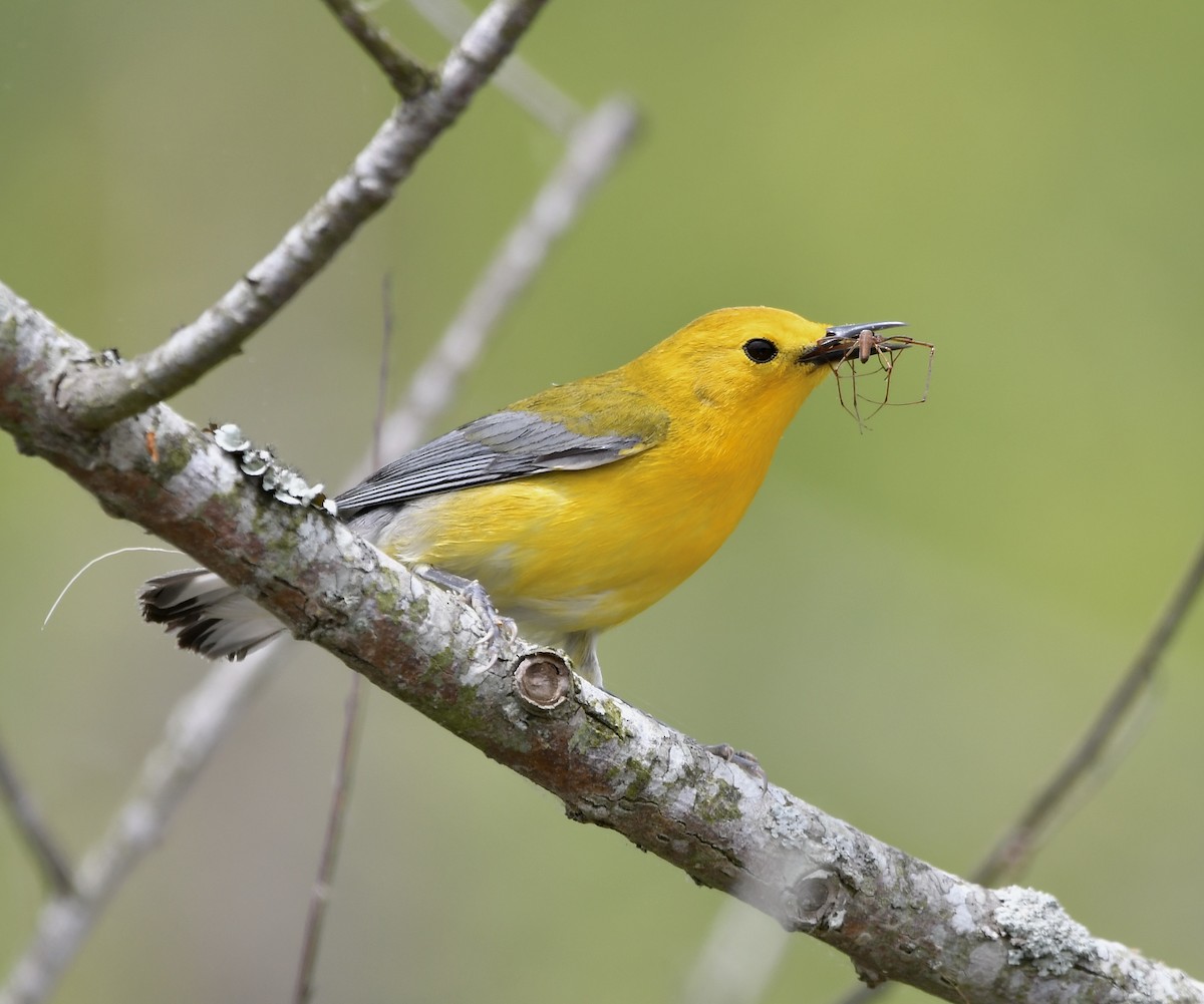 Prothonotary Warbler - ML618253241