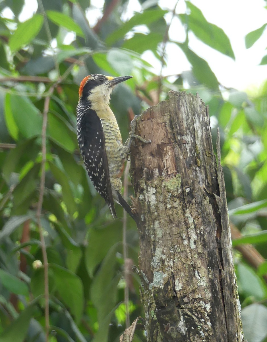 Black-cheeked Woodpecker - Lisa Brunetti