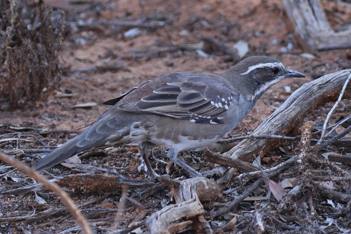 Chestnut Quail-thrush - Charles Allan