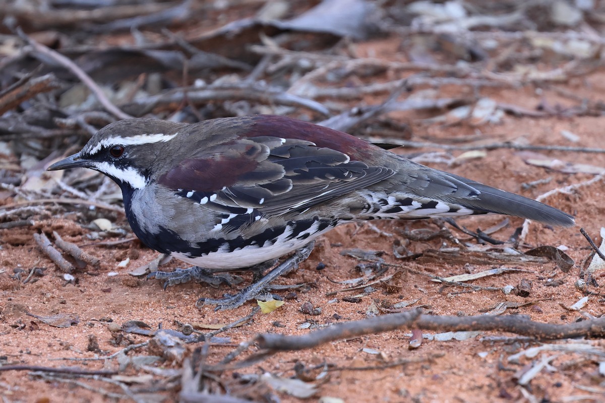 Chestnut Quail-thrush - Charles Allan