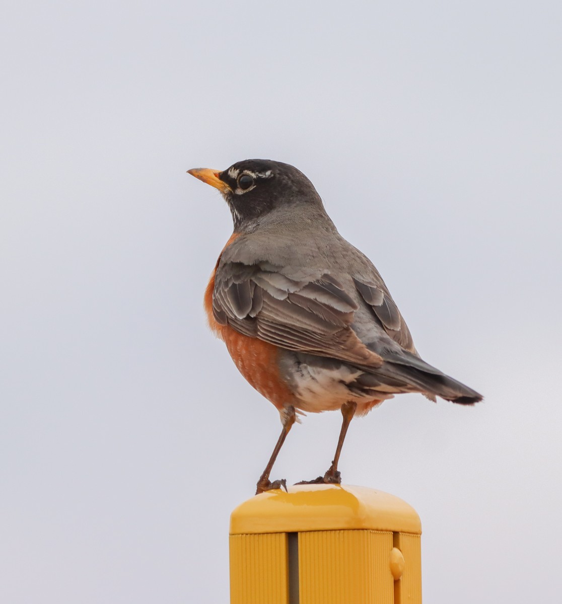 American Robin - ML618253256