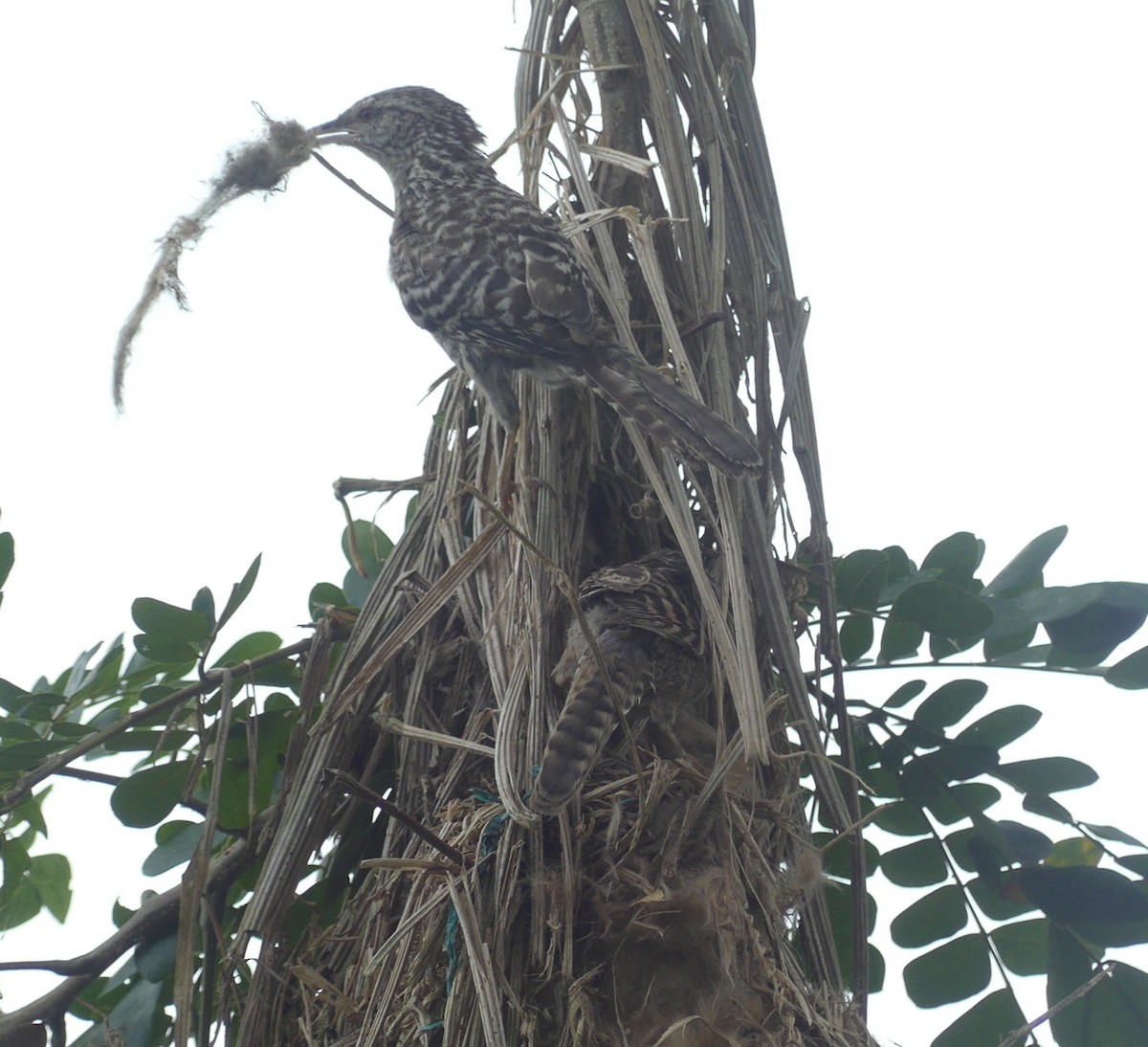 Fasciated Wren - Lisa Brunetti