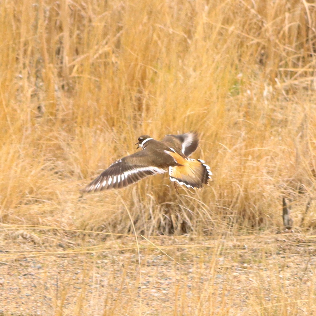 Killdeer - Jacob Meier