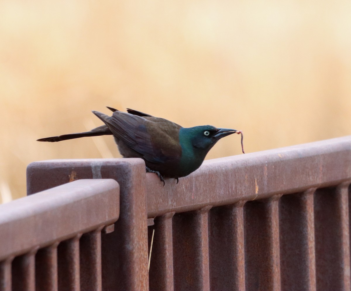 Common Grackle (Bronzed) - ML618253267