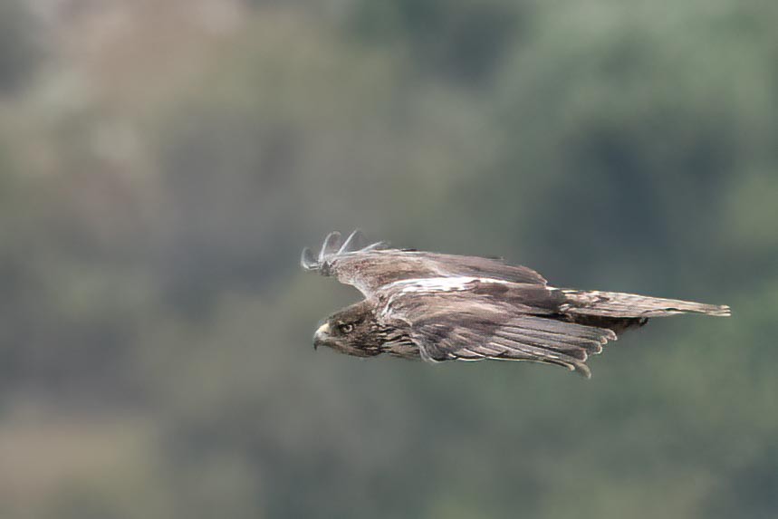 Long-legged Buzzard - Holger Schneider