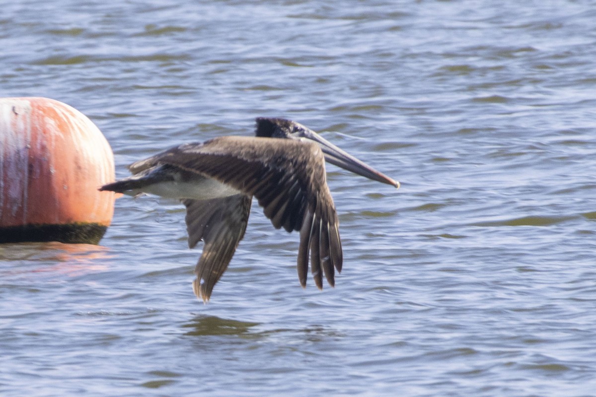 Brown Pelican - Amarilys Lebron