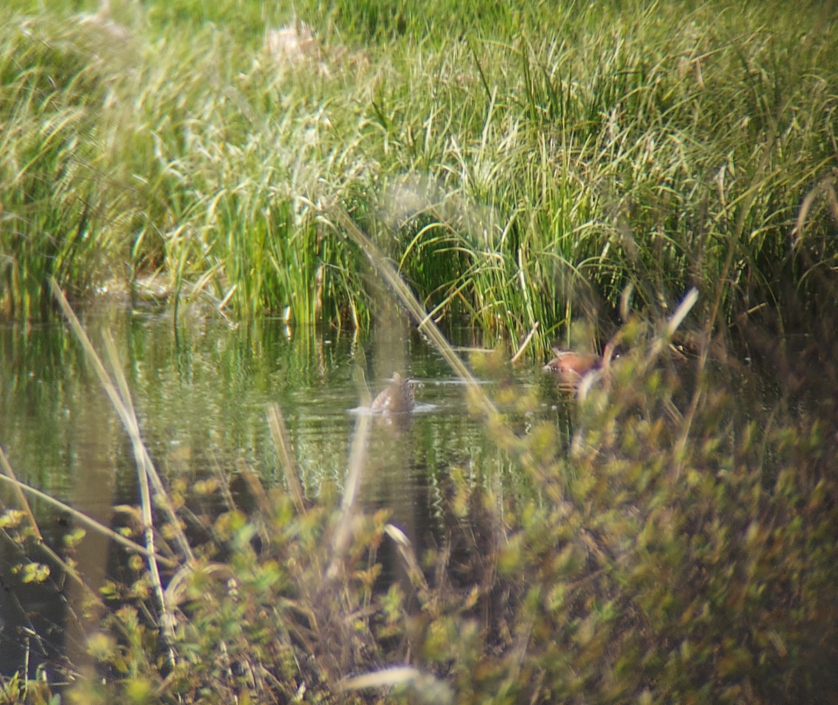 Cinnamon Teal - Sierra Fleischmann