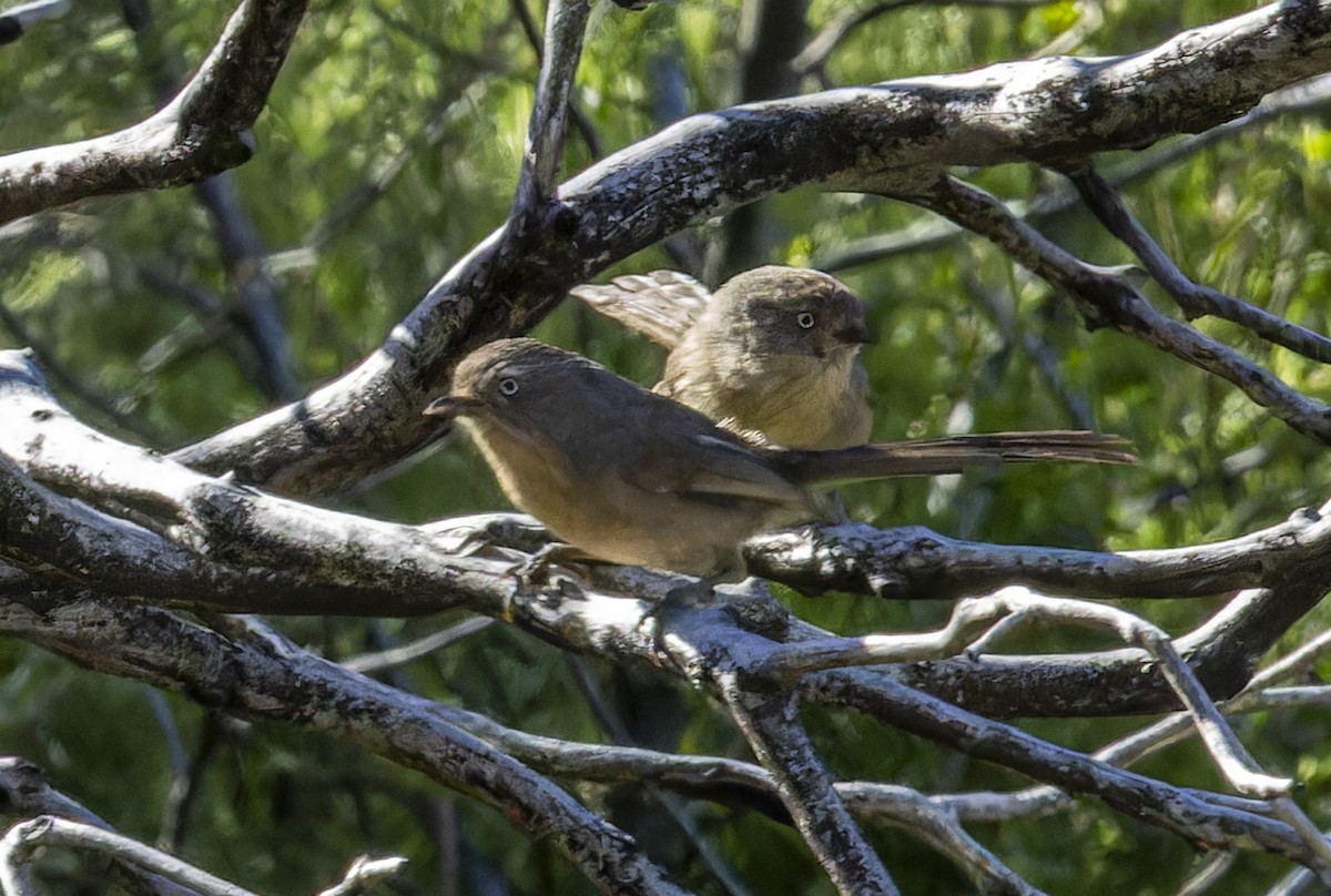 Wrentit - Anonymous