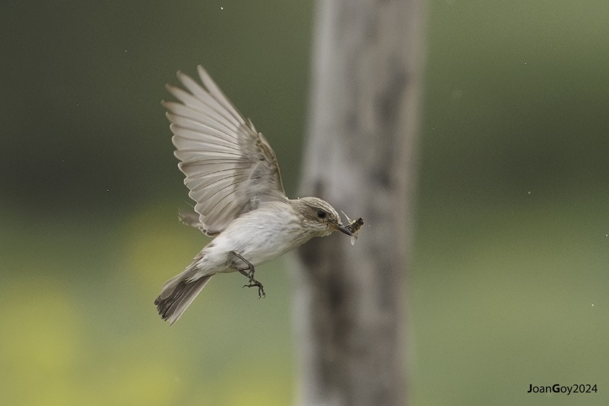 Spotted Flycatcher (Mediterranean) - Joan Goy