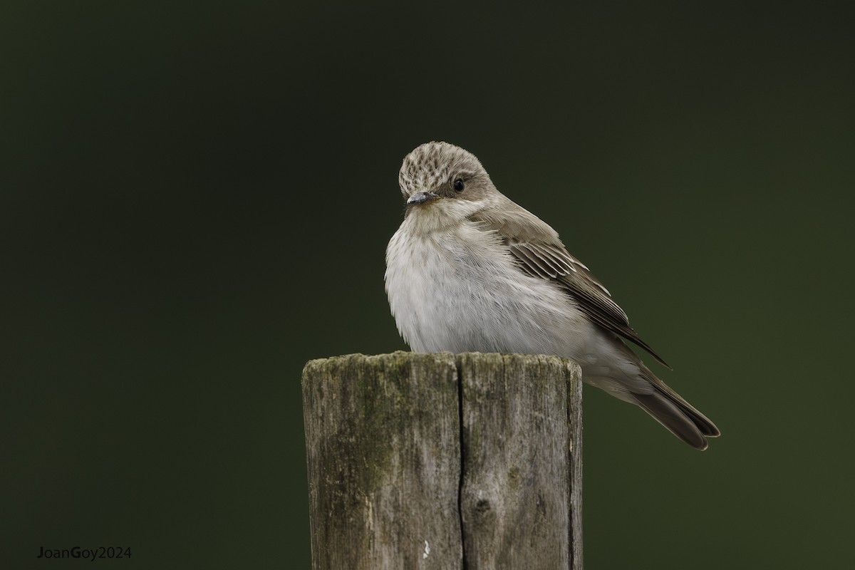 Spotted Flycatcher (Mediterranean) - Joan Goy