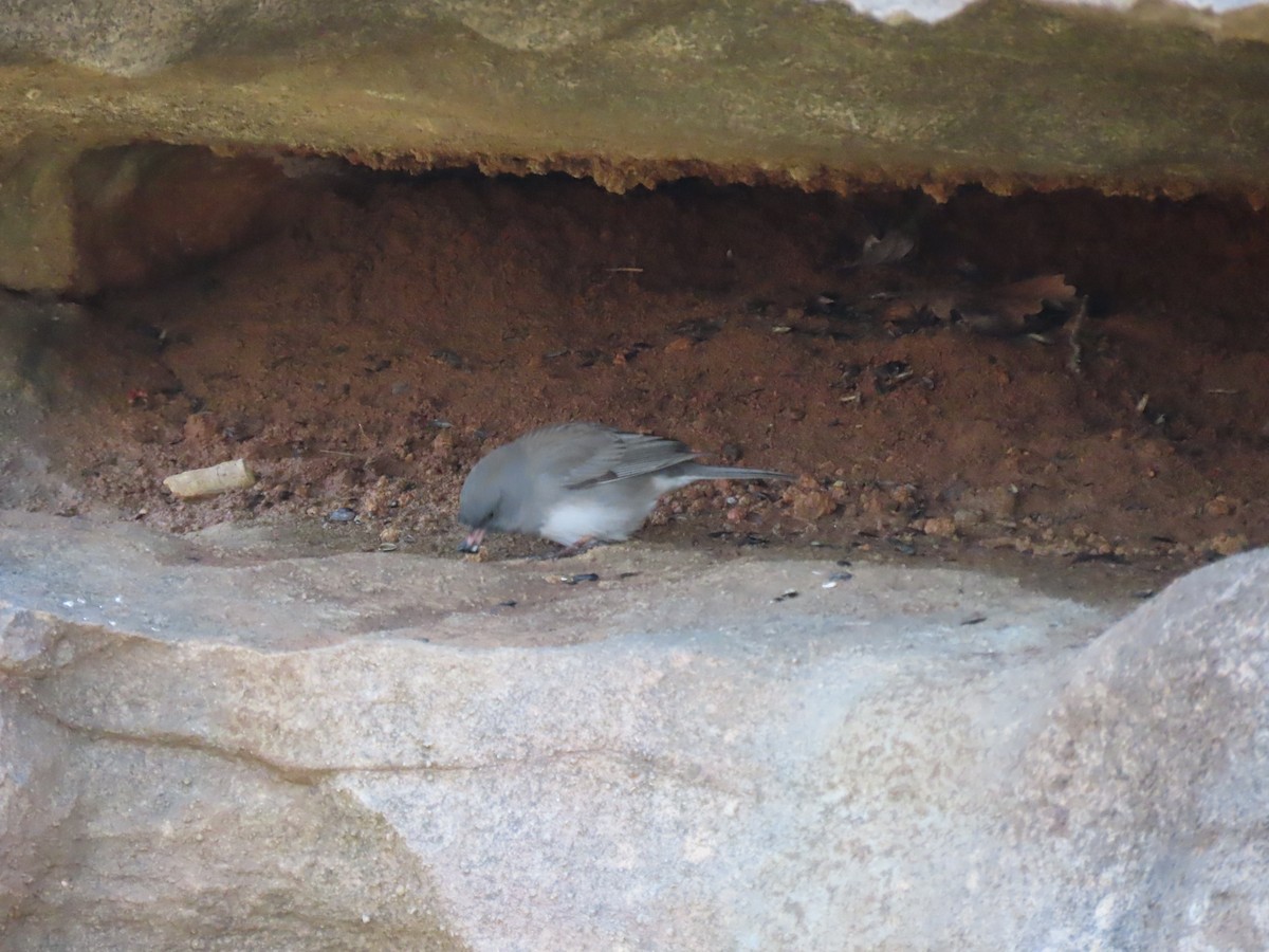 Dark-eyed Junco - Anonymous