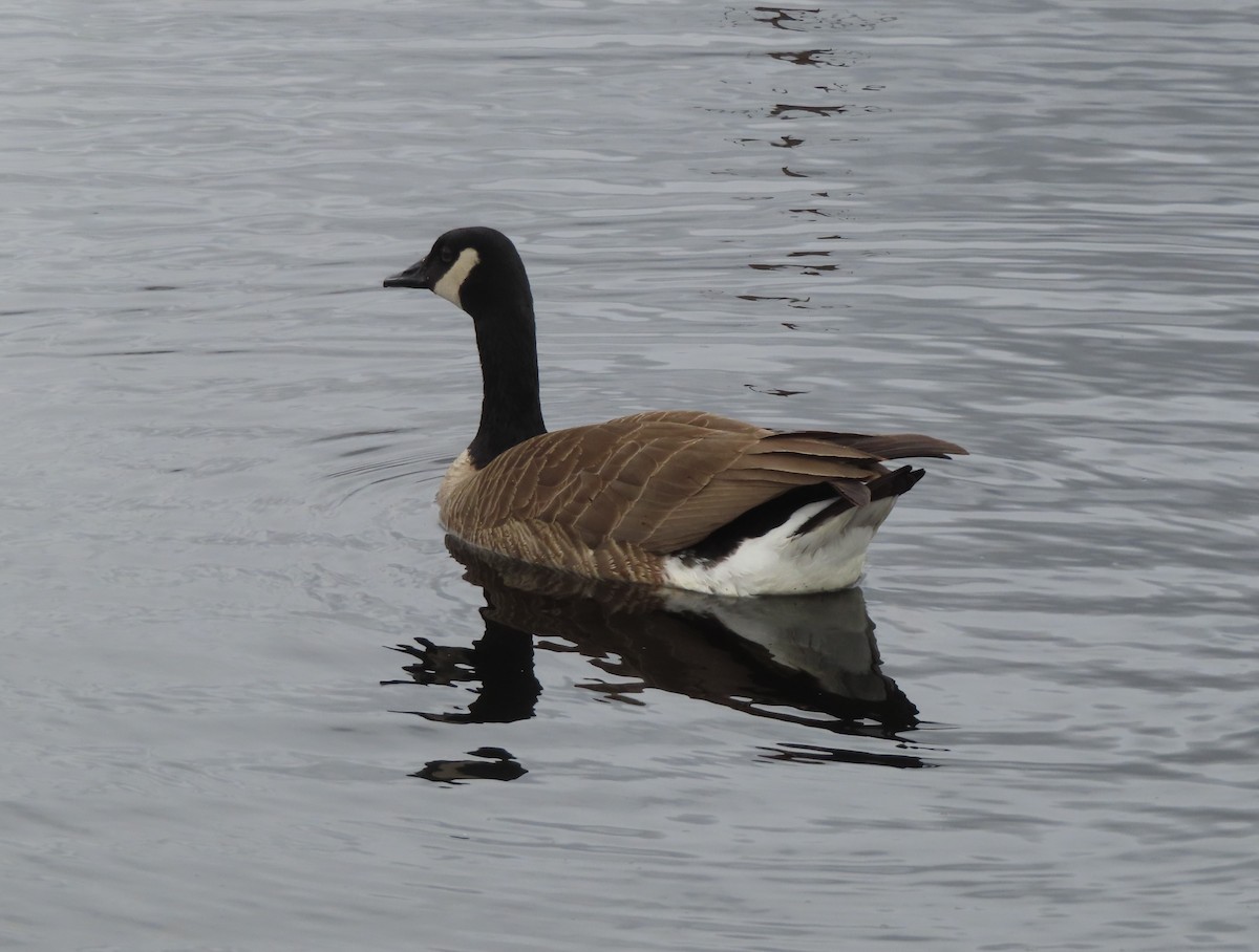 Canada Goose - Violet Kosack