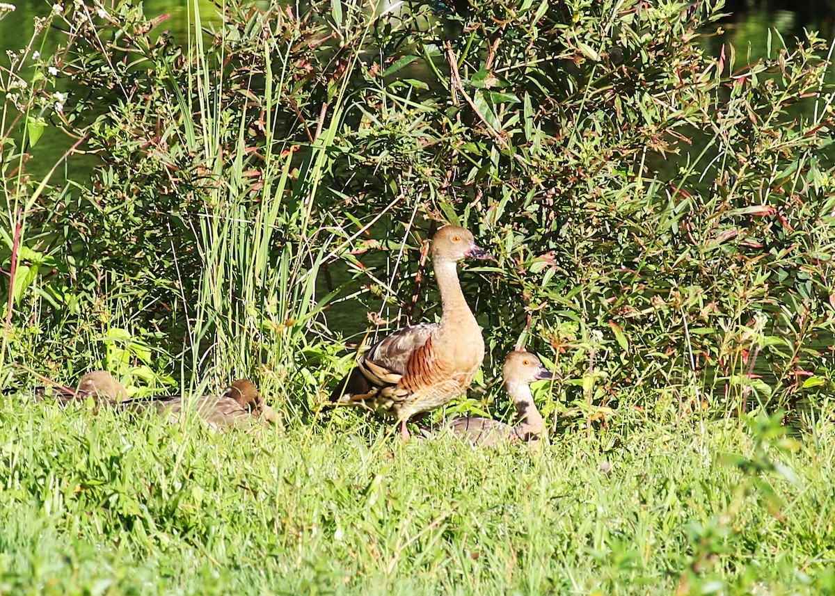 Plumed Whistling-Duck - Ron Burgin