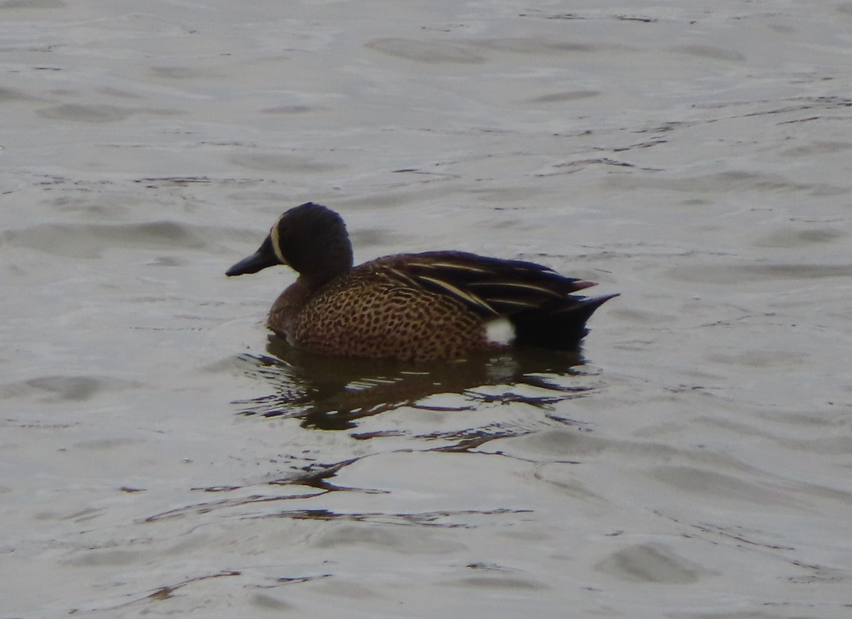 Blue-winged Teal - Violet Kosack