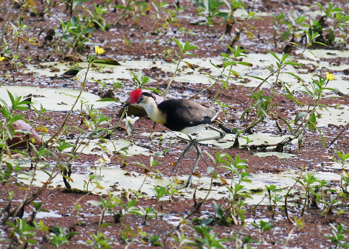 Comb-crested Jacana - ML618253351