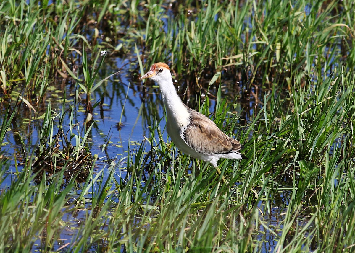 Comb-crested Jacana - ML618253352