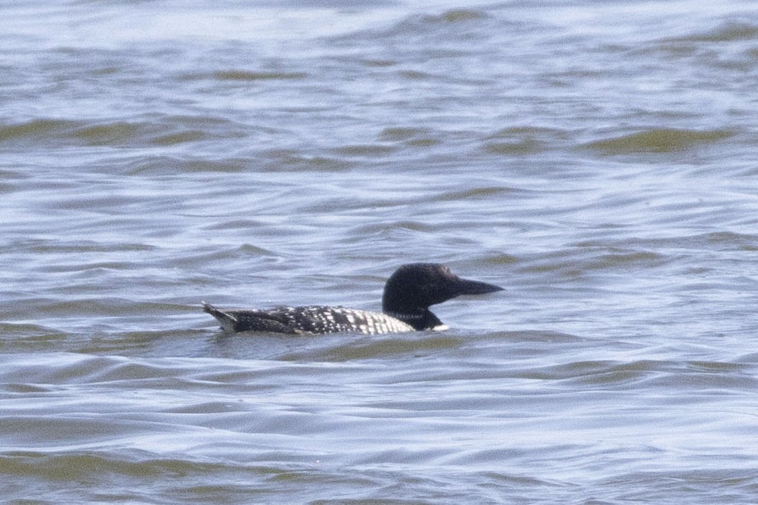 Common Loon - Amarilys Lebron