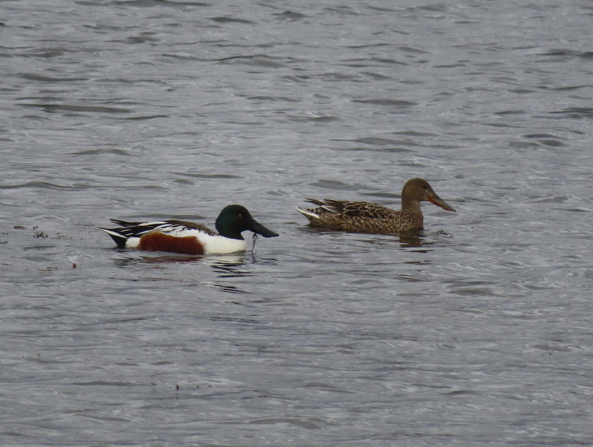 Northern Shoveler - Violet Kosack