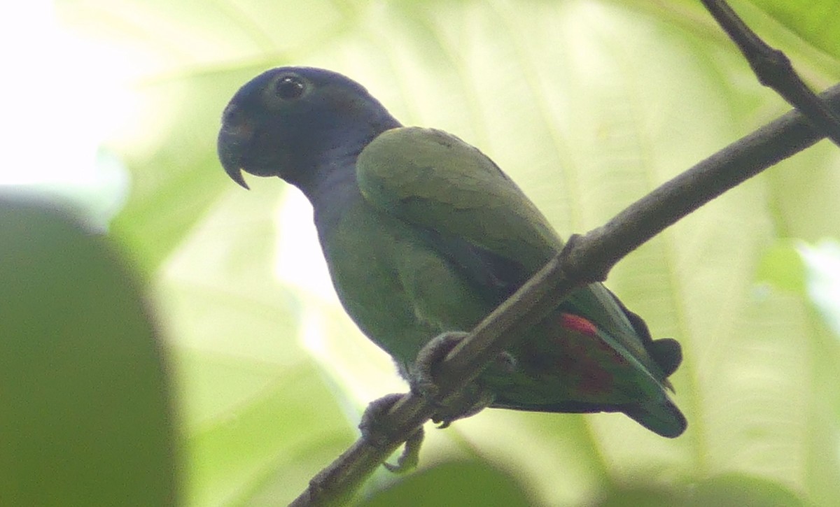 Blue-headed Parrot - Lisa Brunetti