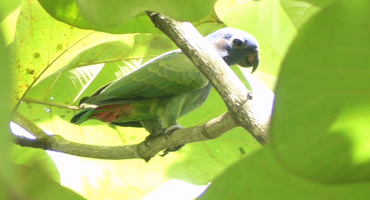 Blue-headed Parrot - Lisa Brunetti