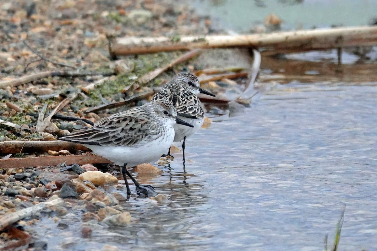 Semipalmated Sandpiper - Cheryl Vellenga