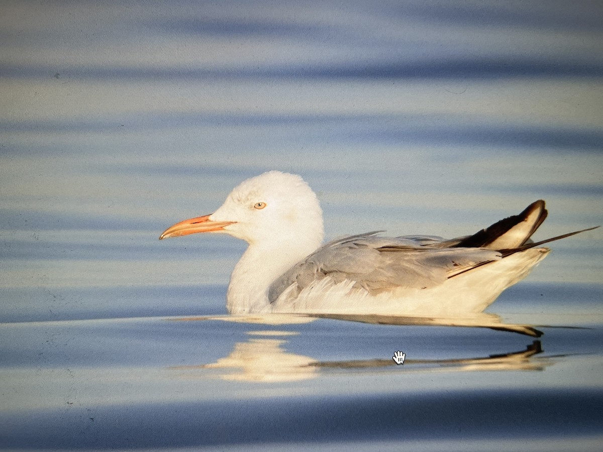 Slender-billed Gull - Anupam Dutta