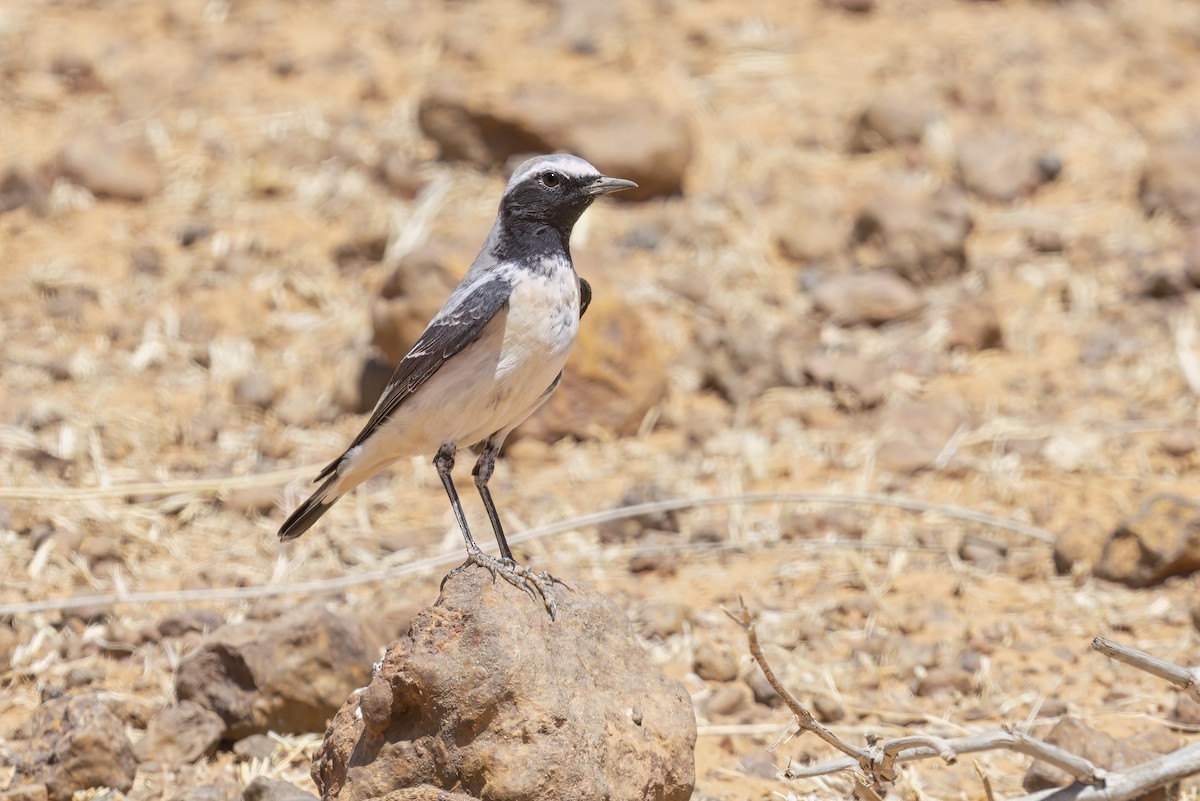 Atlas Wheatear - Marco Valentini