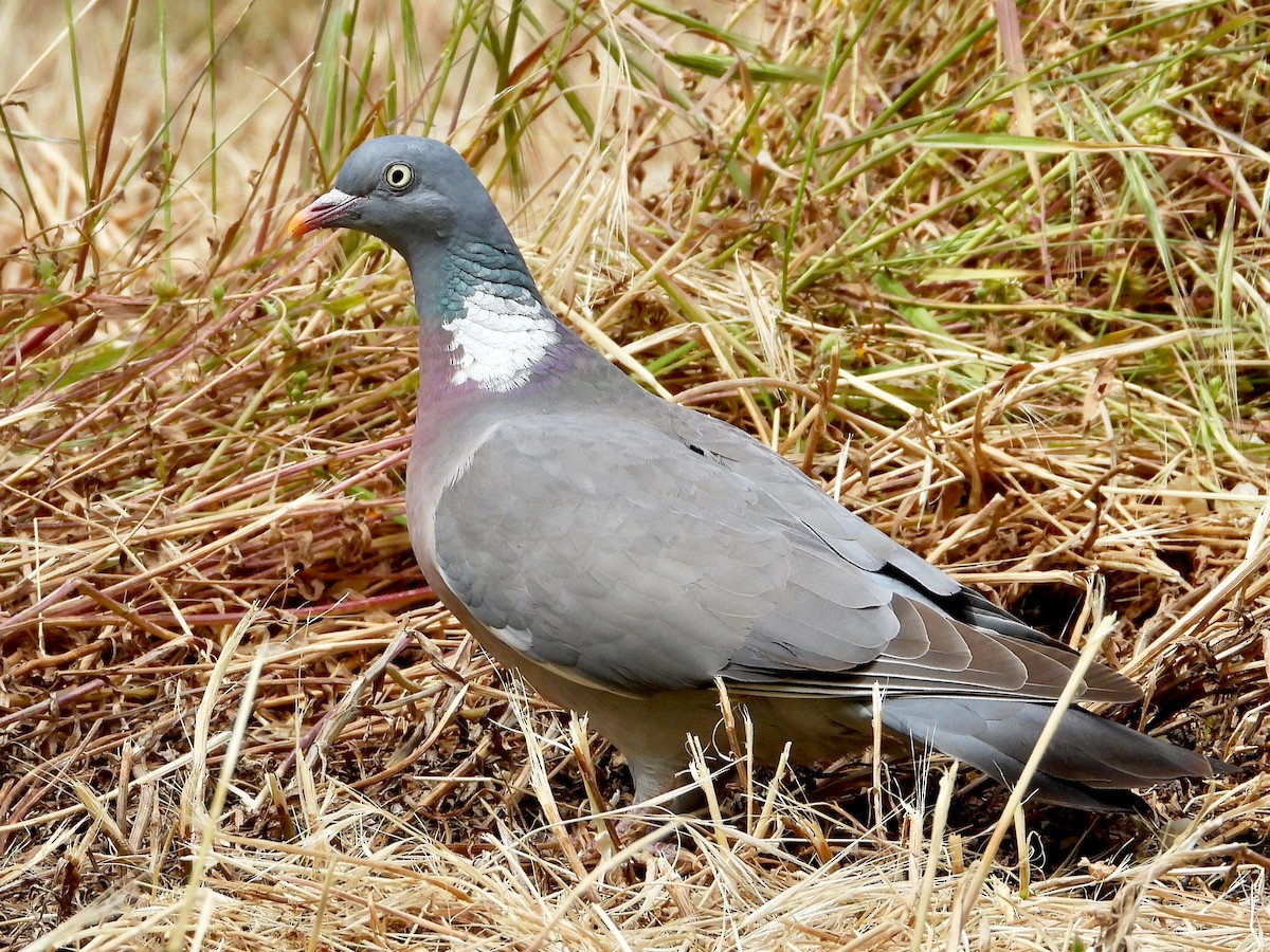 Common Wood-Pigeon - ML618253438