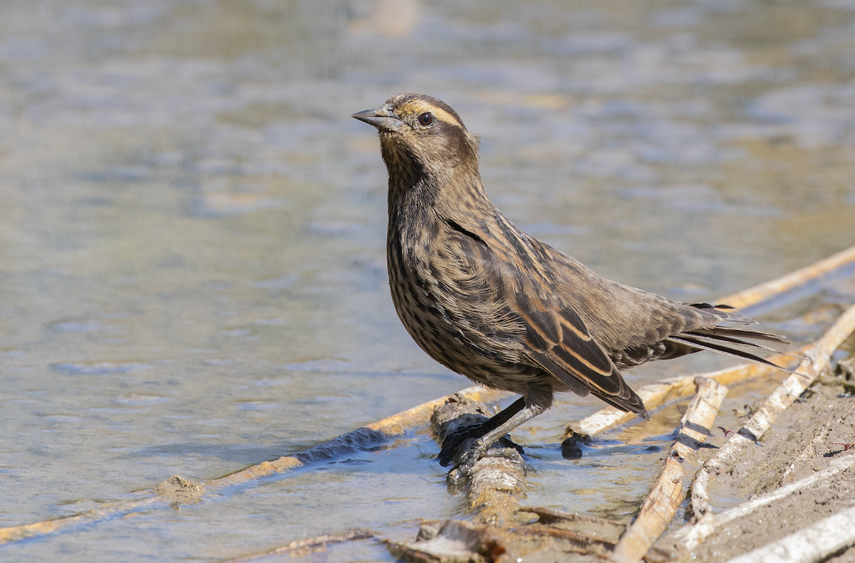 Yellow-winged Blackbird - ML618253445