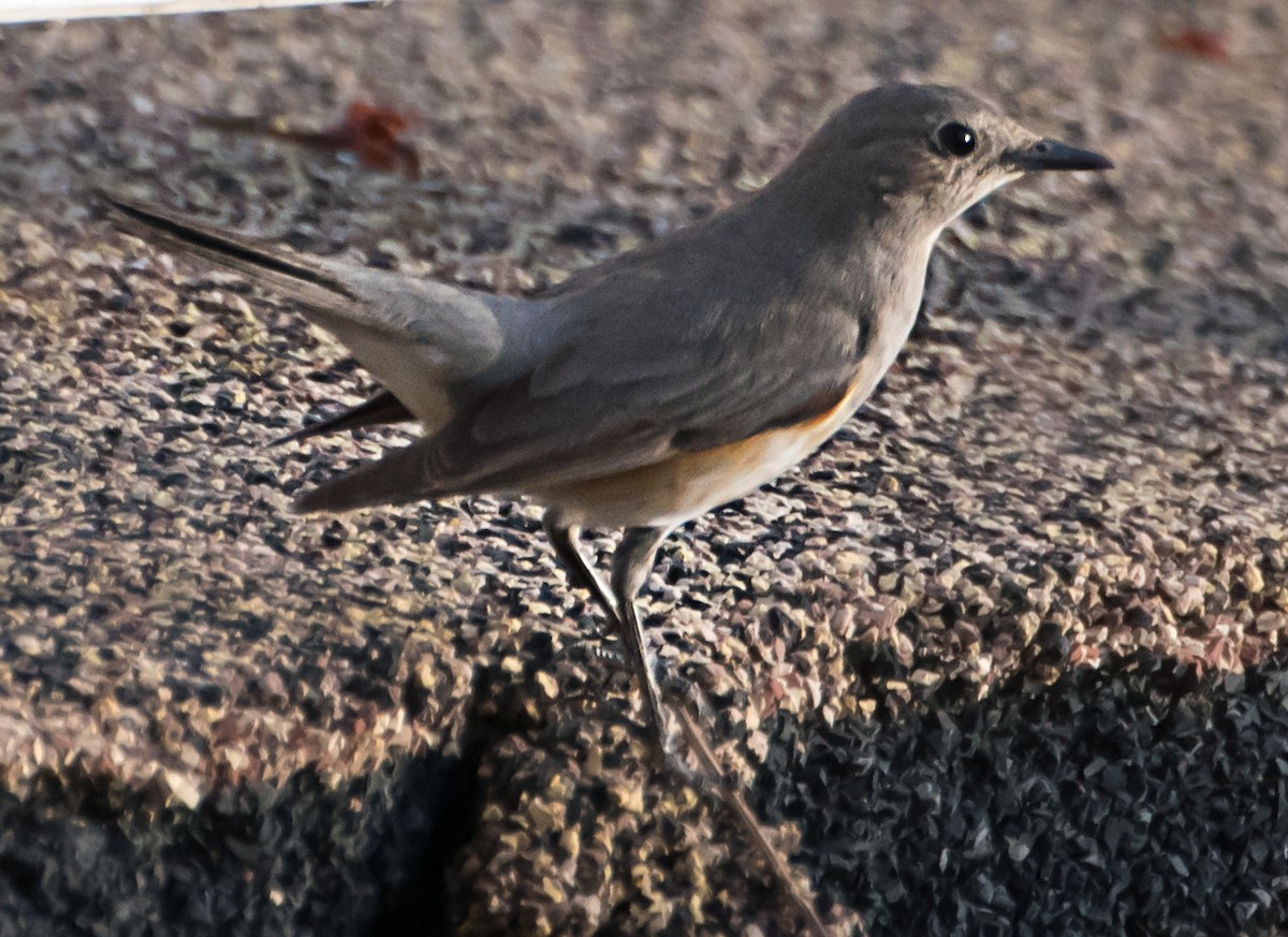 White-throated Robin - chandana roy