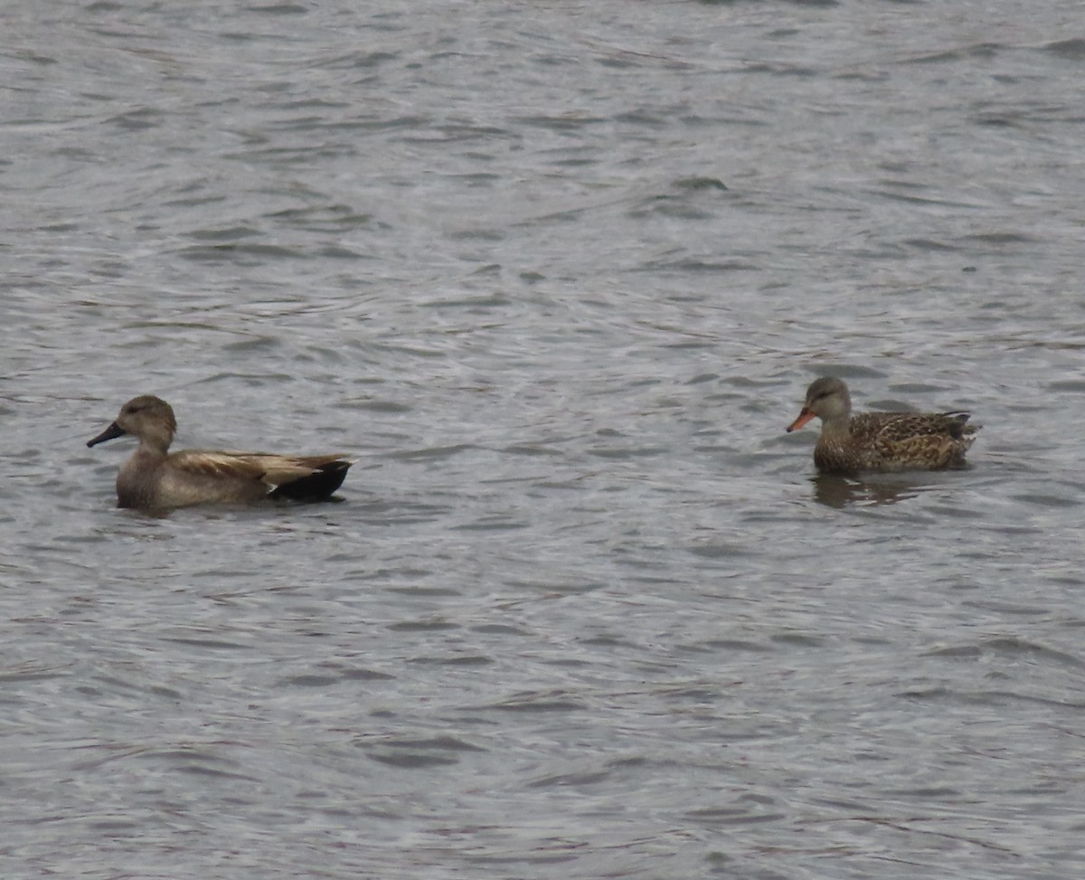 Gadwall - Violet Kosack