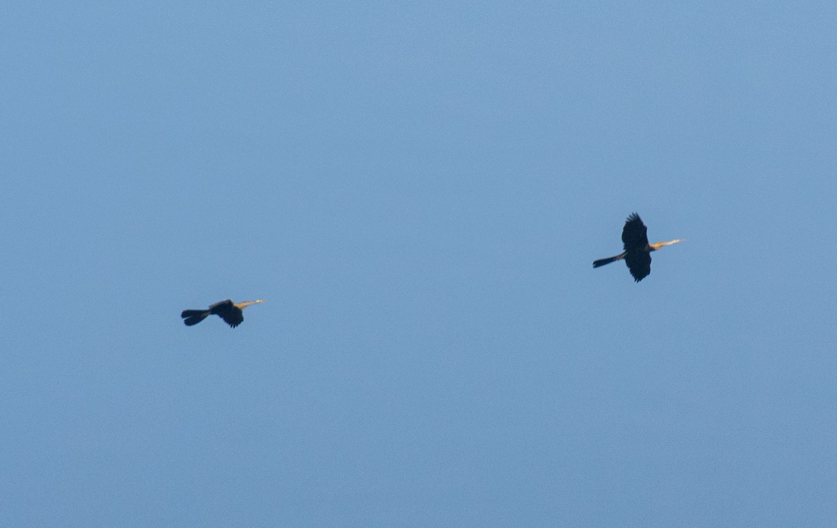 Oriental Darter - ML618253475