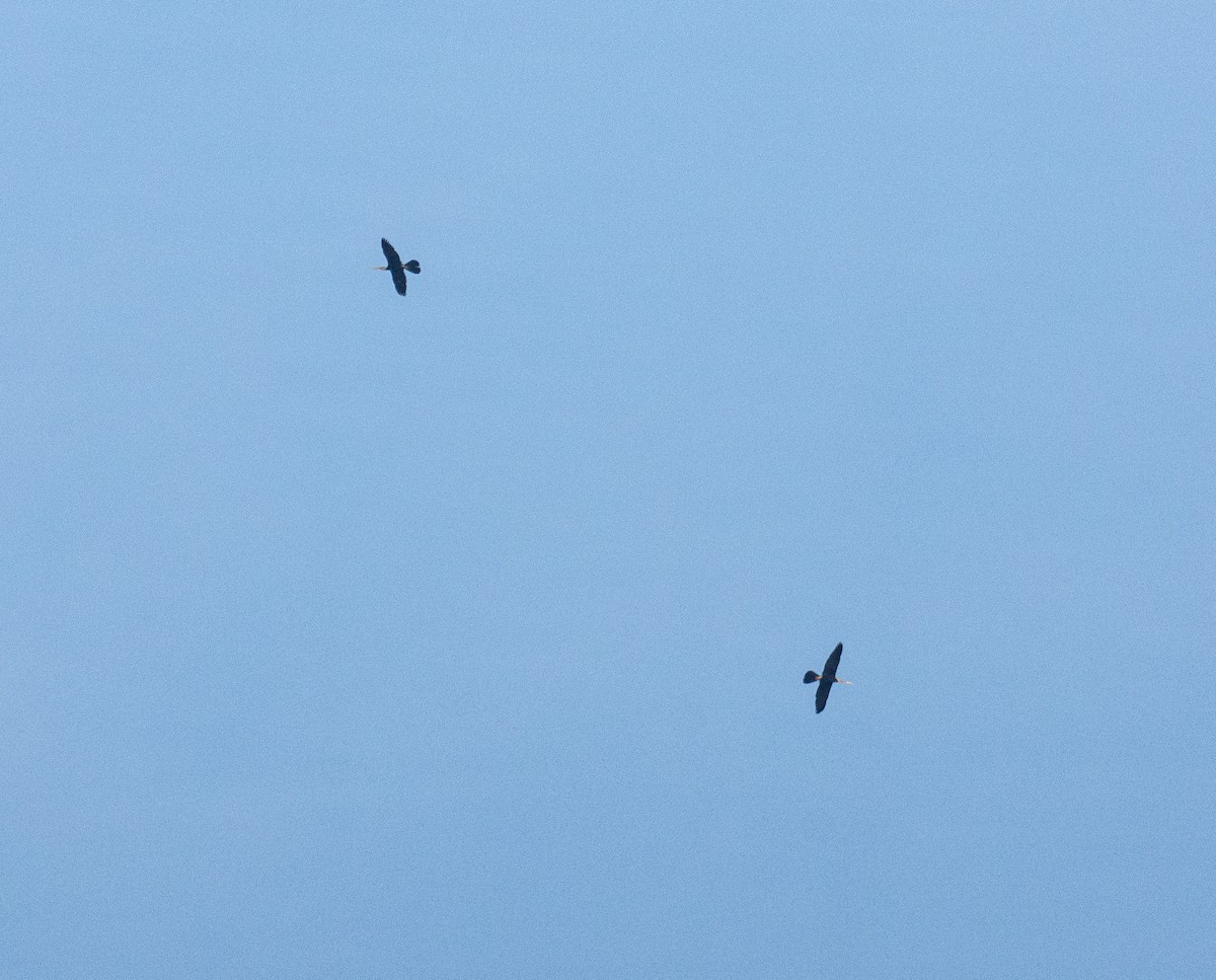 Oriental Darter - ML618253477