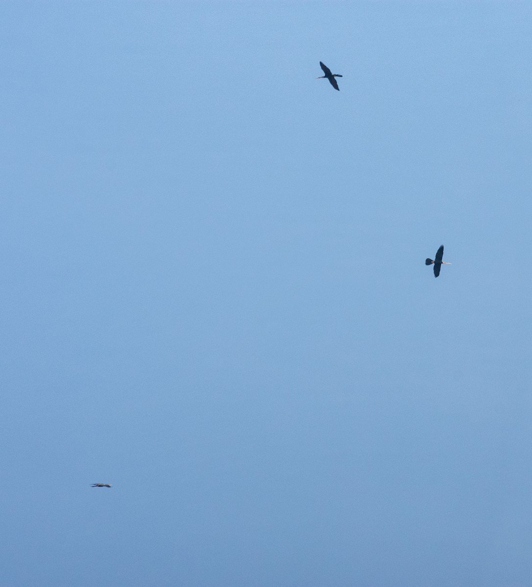 Oriental Darter - ML618253478