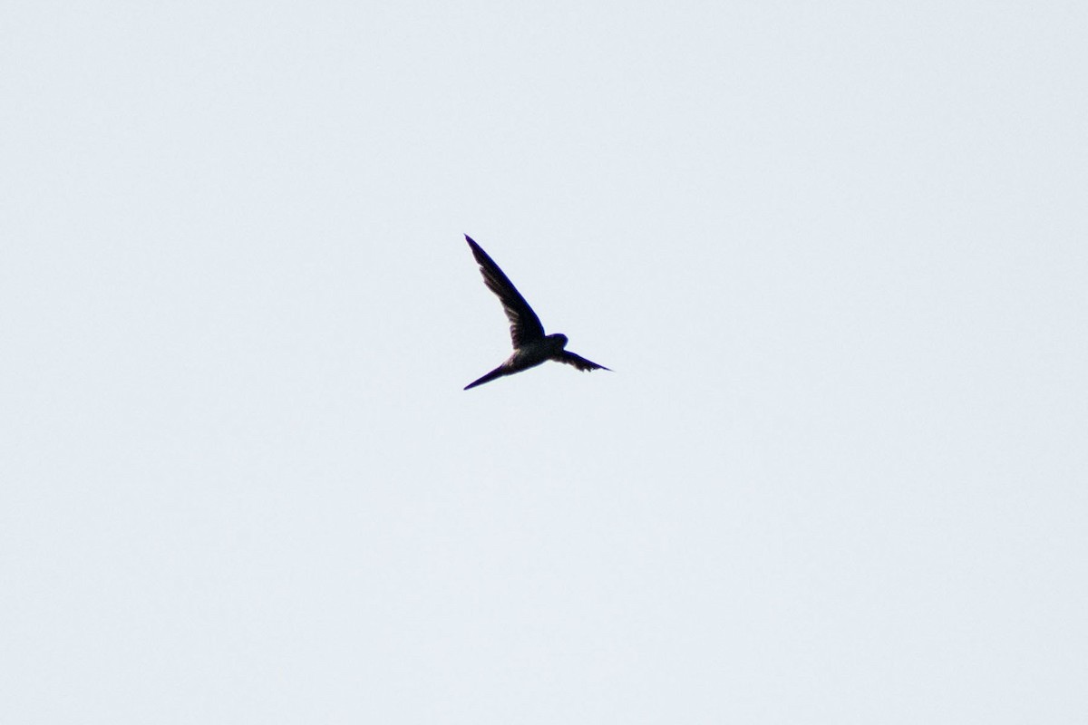 Asian Palm Swift - Prem swaroop Kolluru