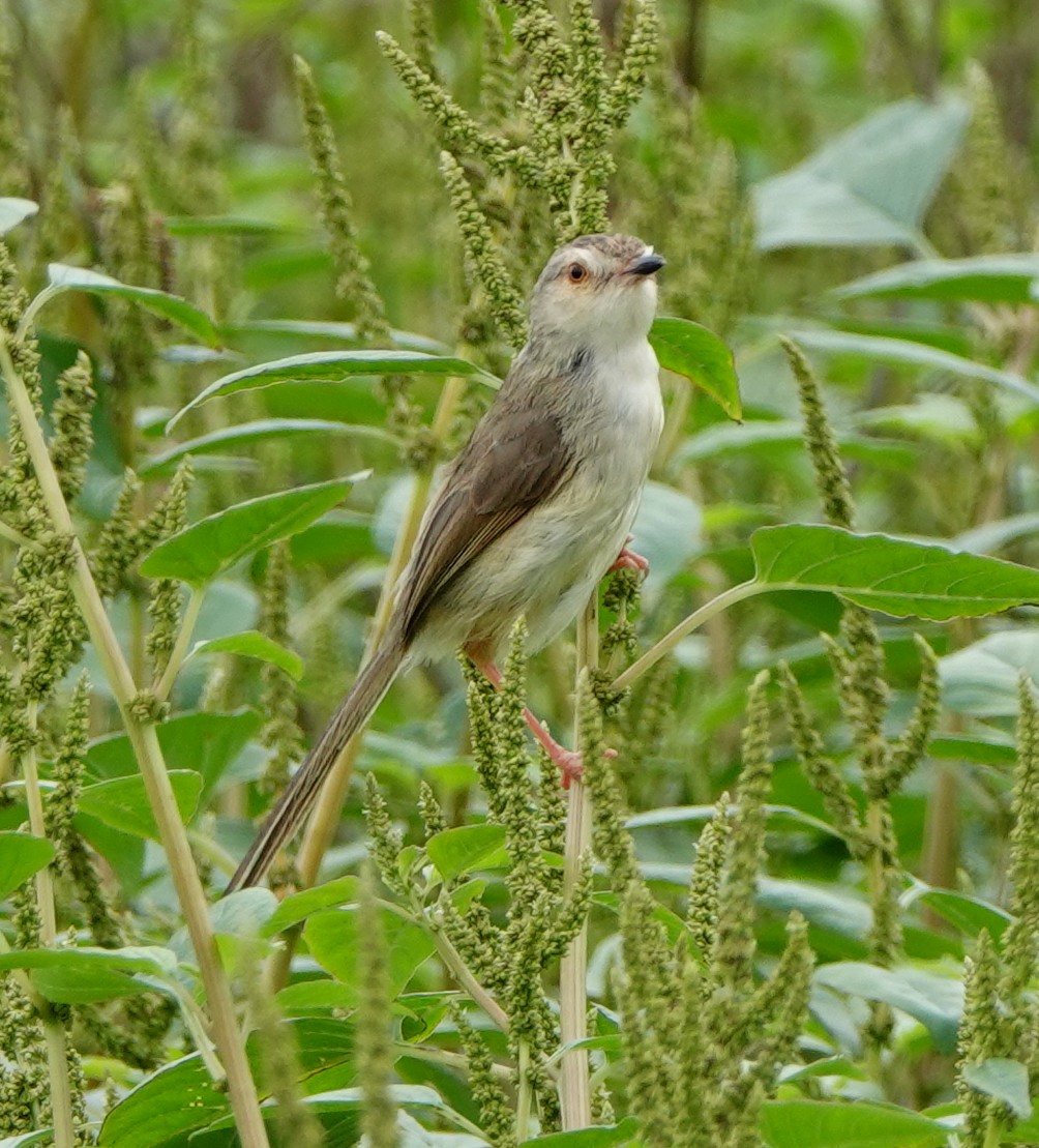 Plain Prinia - Arlango Lee