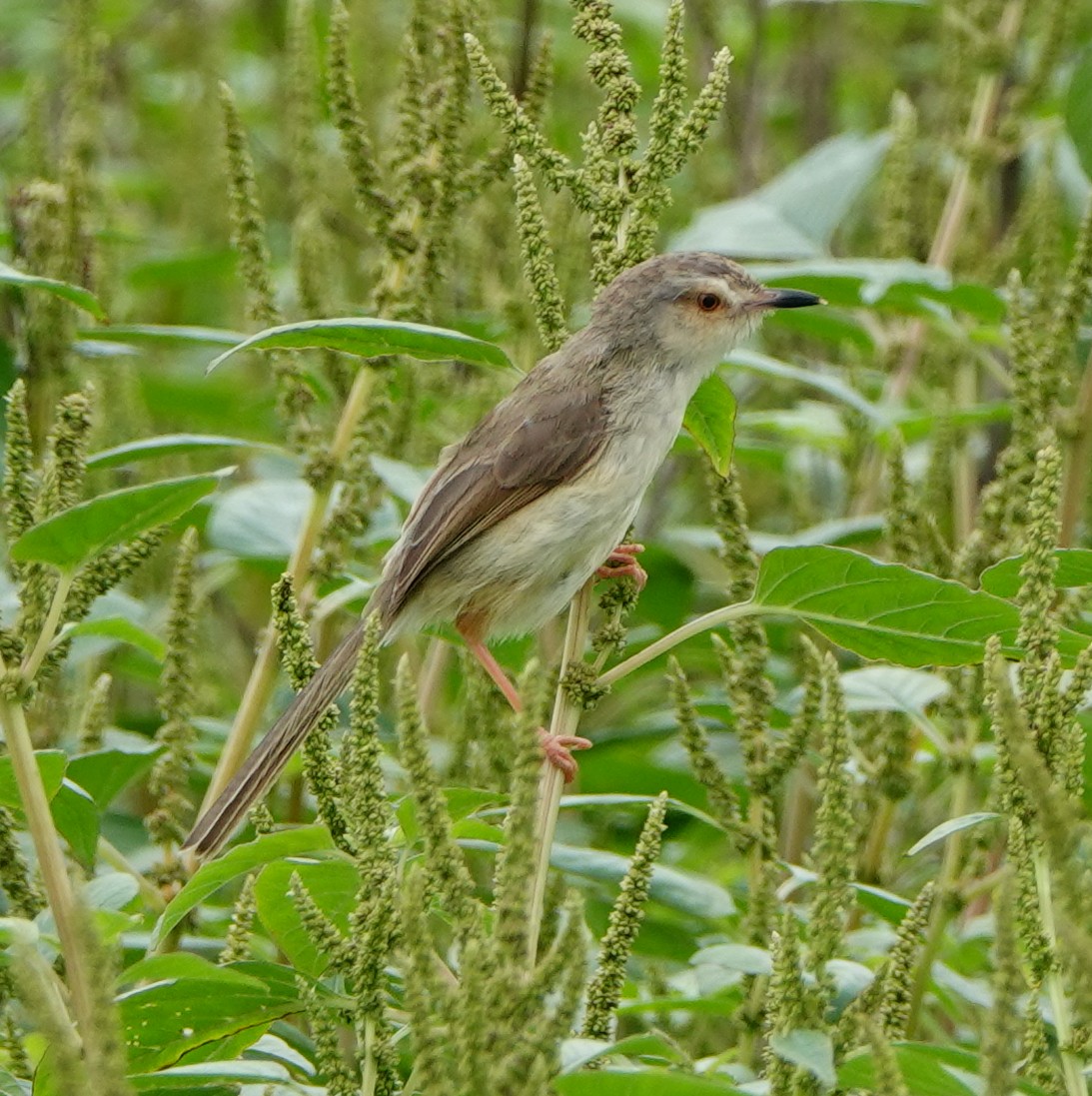 Plain Prinia - Arlango Lee