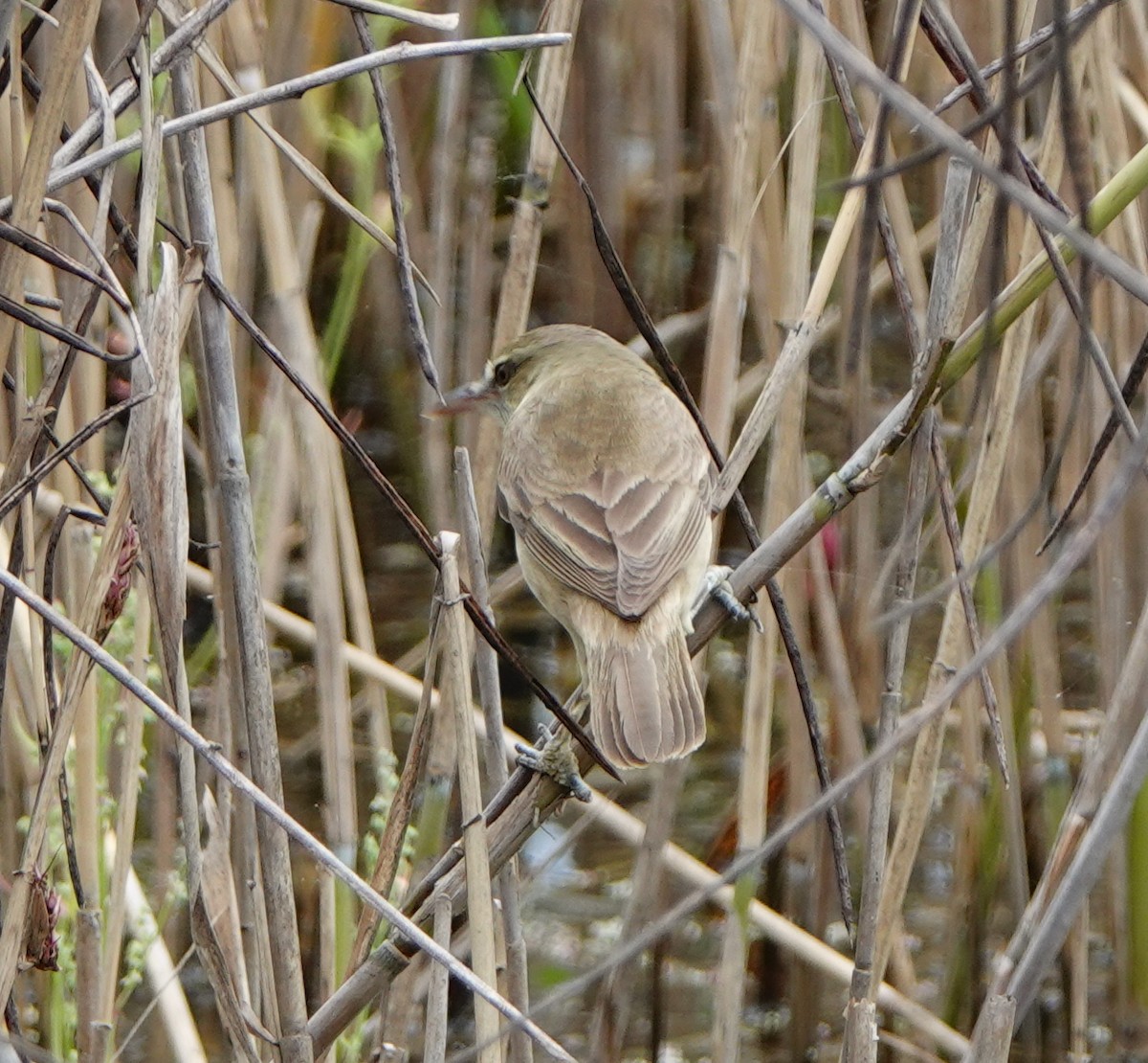 Oriental Reed Warbler - Arlango Lee