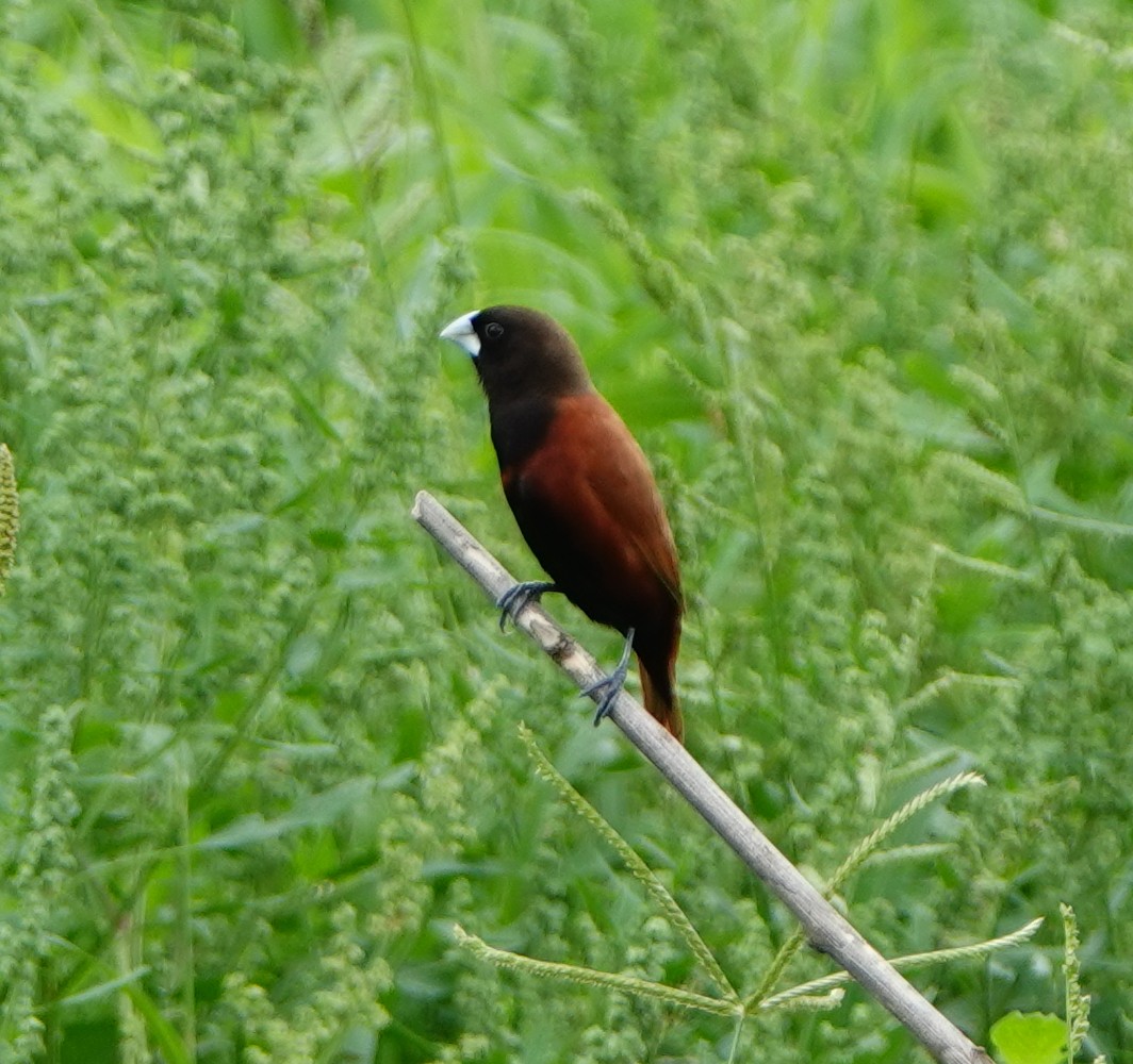 Chestnut Munia - Arlango Lee