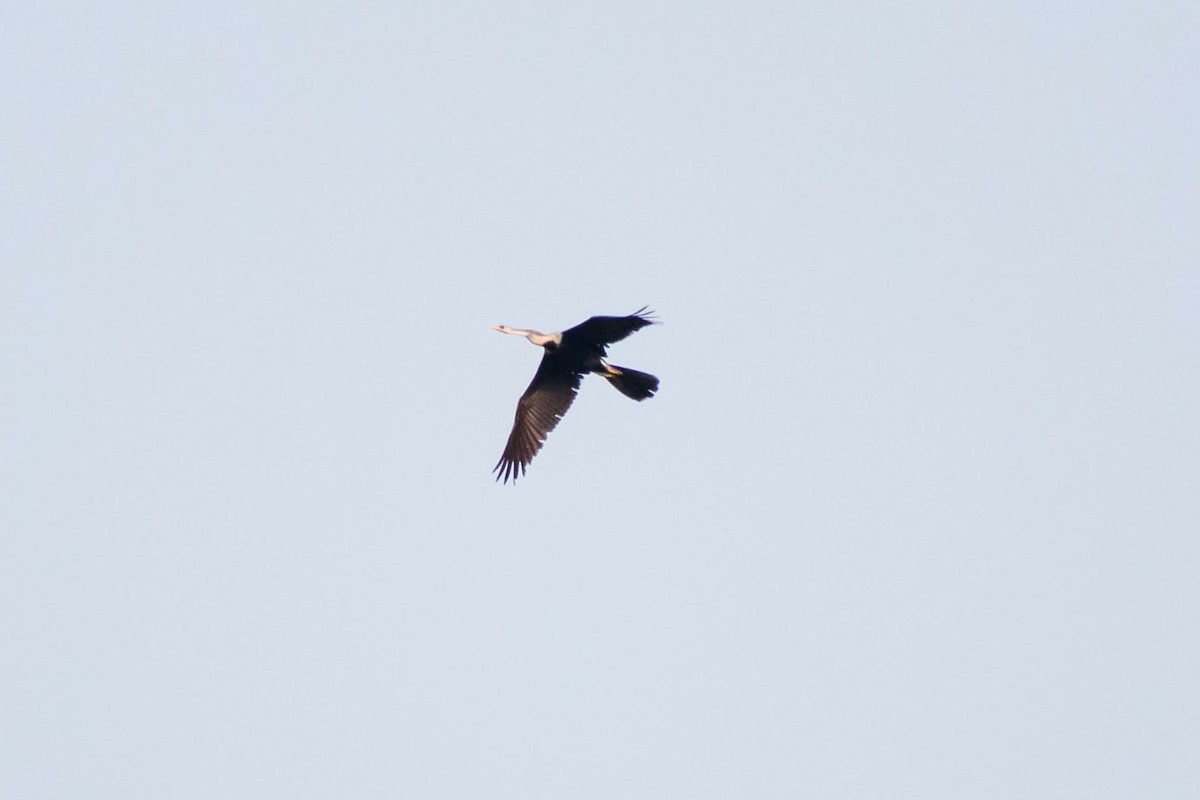 Oriental Darter - Prem swaroop Kolluru