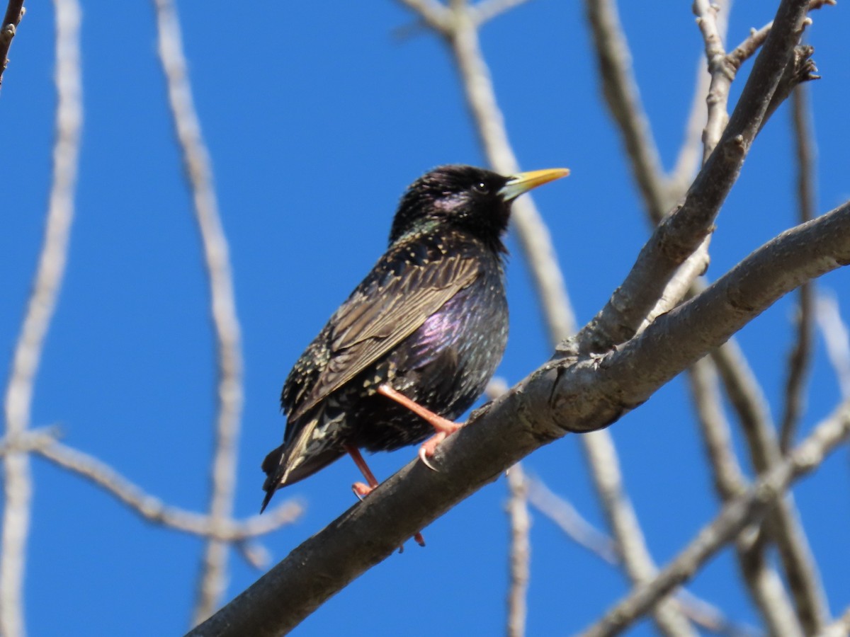 European Starling - ML618253591