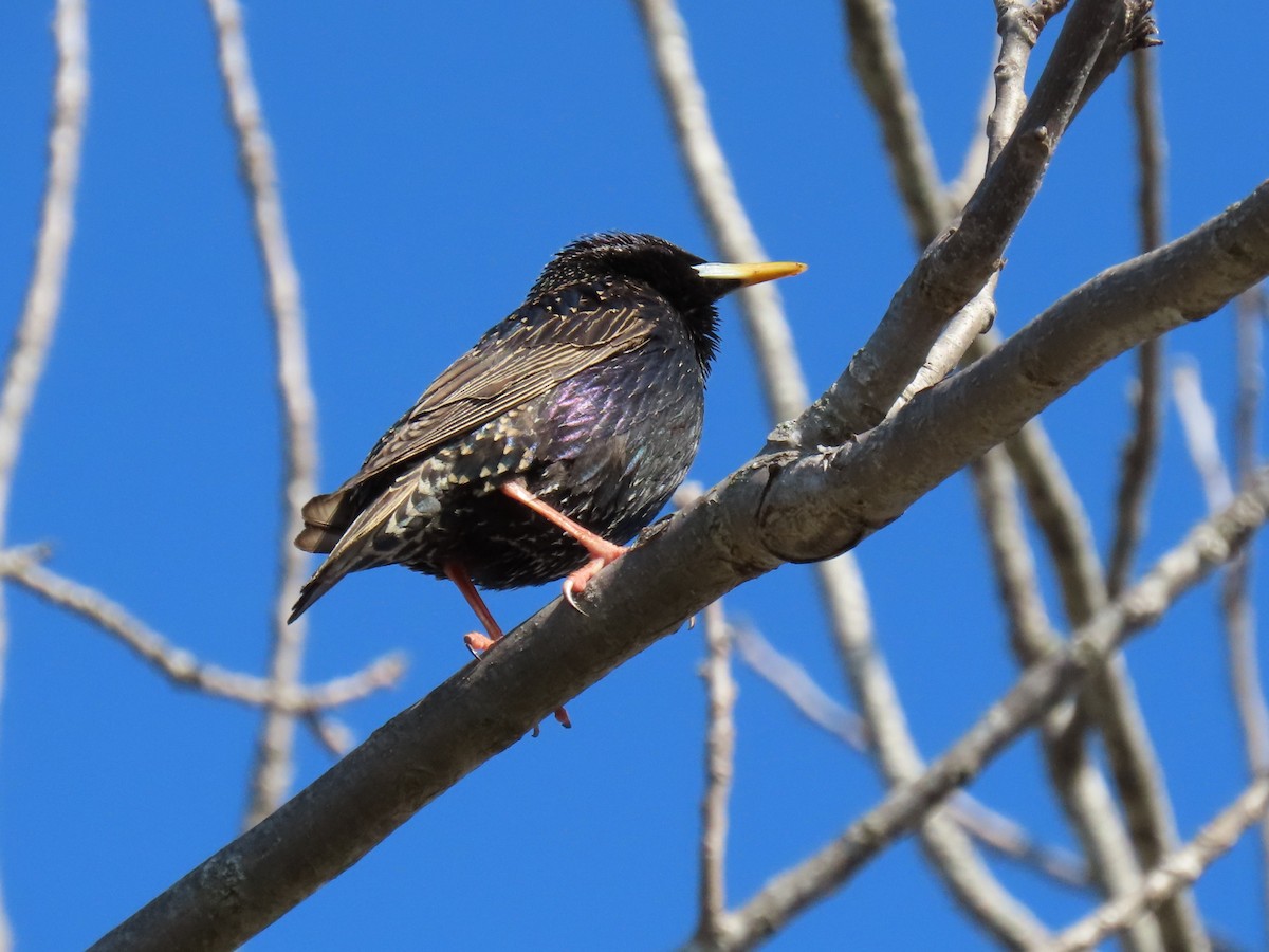 European Starling - ML618253592