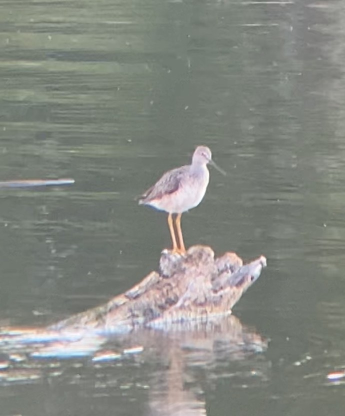 Greater Yellowlegs - ML618253611